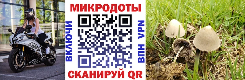 Псилоцибиновые грибы GOLDEN TEACHER Сусуман